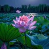 hoanang2503