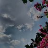 arwa.alarifi