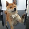 mrdoge12424