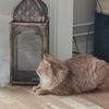 meawow007