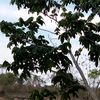 guayacuma.sarita