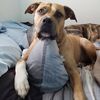 buddybonbutt