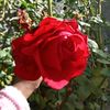 fathiaabdelnoor1