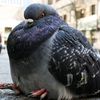 bigberd03