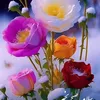 rahmatshah0601