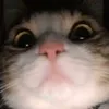 sepgud