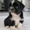 astroshihtzu