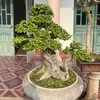 hanh_6_ngon