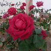 mdjaved90376