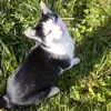 ich_mag_tiere1