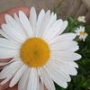 eliftoprak879