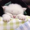 ccabbodhmlem