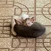 chau.aroundme