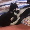 anica_andcats