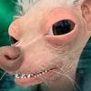 chalkyb0i