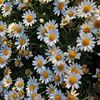panna_a_birki