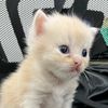 pomfoxyy