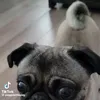 bobnayri