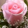 maryammohammed3733
