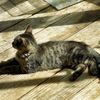 hallycat_