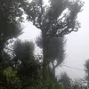 asuhoang2