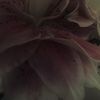 itsslizz8