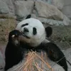 panda.pingping