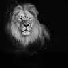 the_lion854