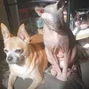 www.tictok.comet