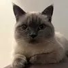 meffelini