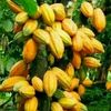 aboagyeisaac0240
