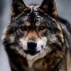 lone_wolf.70