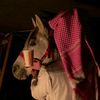 hassan__elawady