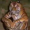 tigerman8425
