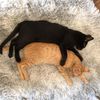 kittys_tik_and_tok