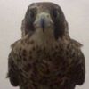mostafasalem7225