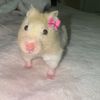 ariana123_xd5