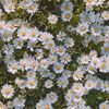 nafisa__445