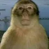 ndjfbdhptanhtbfhhf