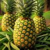 naah_pineapple