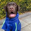 kevinthechocolatelab