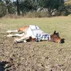 horse_catloverlizzy1