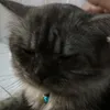 kucingabubarbar