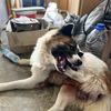 k9_towing