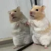 Bé Chuột Dễ Thương🐹