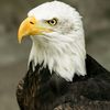 abdellah_ibrahim