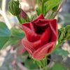 liza.rose38