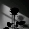heni_puuss