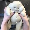 ludusmachinae