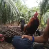 kumpau89